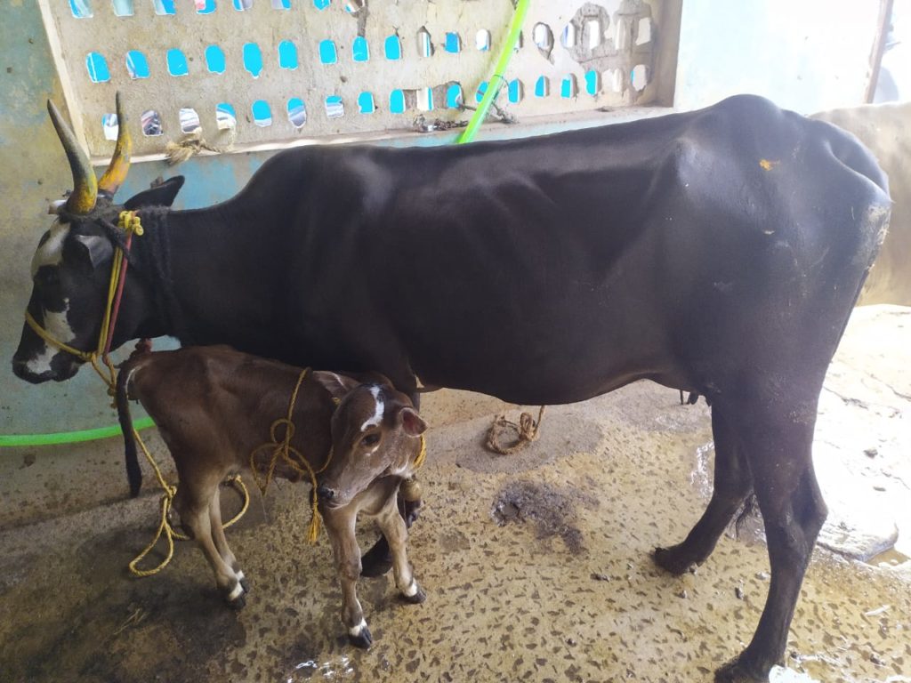 Cow protection is the gift of Hinduism to the world. And Hinduism will live so ling as there are Hindus to protect the cow…… Hindus will be judged not by their TILAKS, not by the correct chanting of MANTRAS, not by their pilgrimages, not by their most punctilious observances of caste rules, but their ability to protect the cow