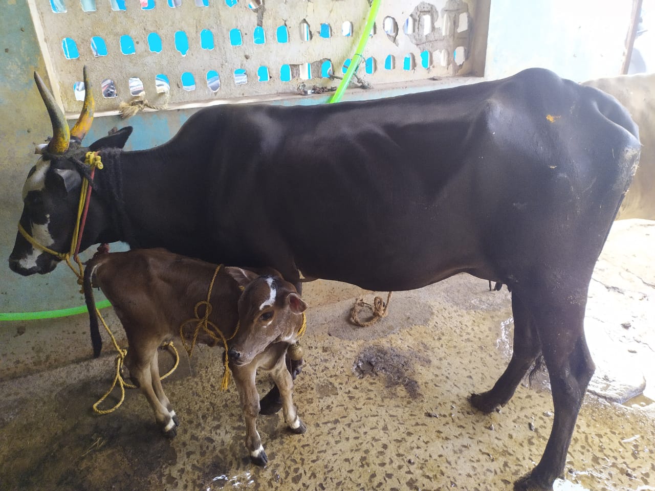 Cow protection is the gift of Hinduism to the world. And Hinduism will live so ling as there are Hindus to protect the cow…… Hindus will be judged not by their TILAKS, not by the correct chanting of MANTRAS, not by their pilgrimages, not by their most punctilious observances of caste rules, but their ability to protect the cow