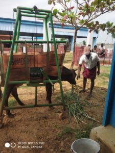 aged-gho-matha-in-cow-lifting-equipment